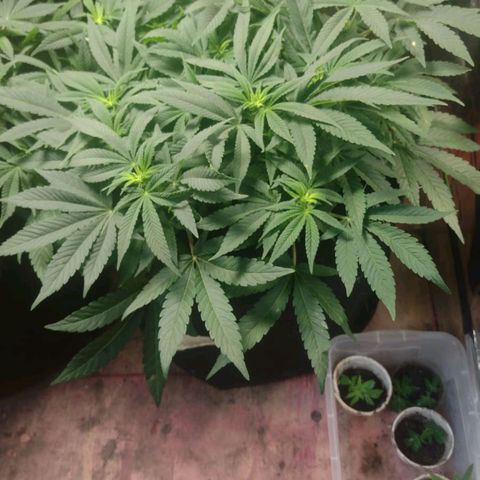 Wedding Cake #1 growlog timeline photo