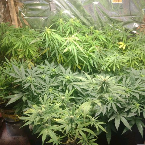 Prenseed #2 growlog timeline photo