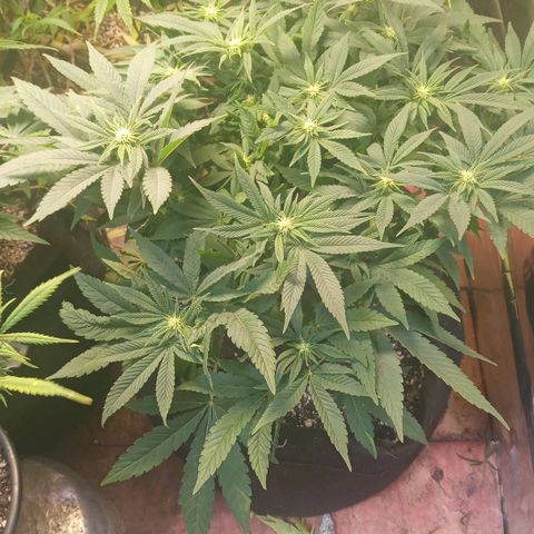 Wedding Cake #1 growlog timeline photo