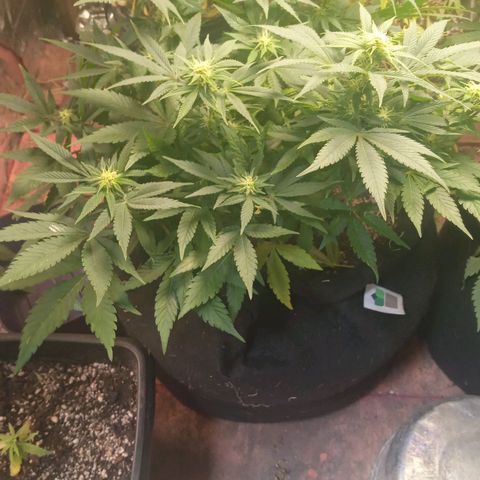 New York Diesel #1 growlog timeline photo
