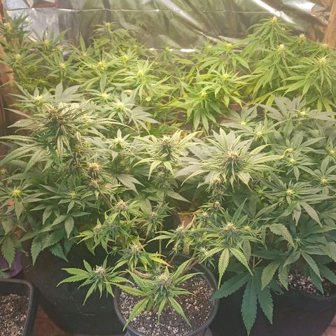 Prenseed #2 growlog timeline photo