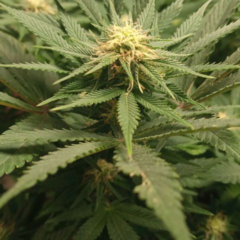 New York Diesel #1 growlog timeline photo