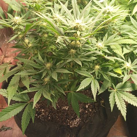 New York Diesel #1 growlog timeline photo