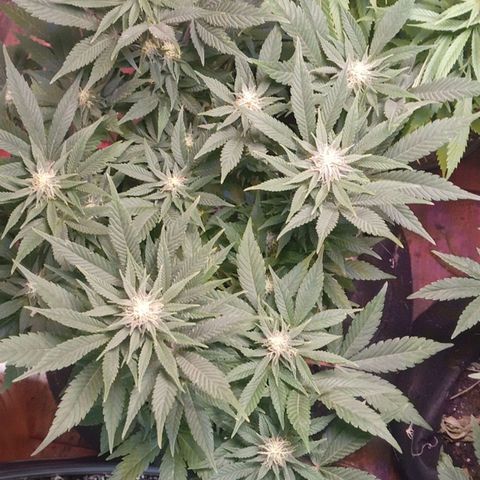 New York Diesel #1 growlog timeline photo