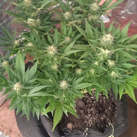 New York Diesel #1 growlog timeline photo