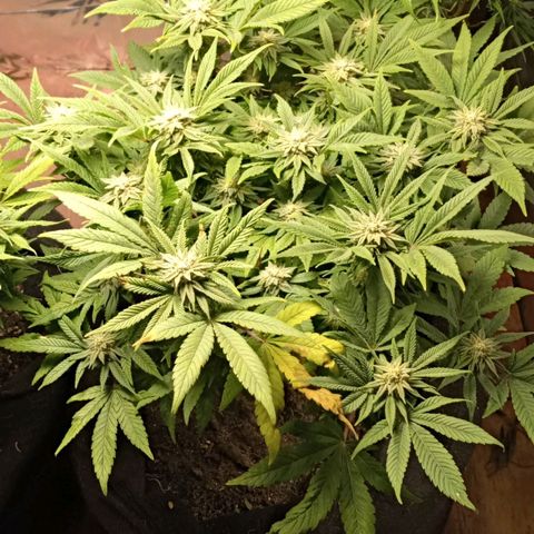 Wedding Cake #1 growlog timeline photo
