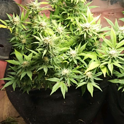 New York Diesel #1 growlog timeline photo