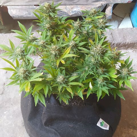 New York Diesel #1 growlog timeline photo