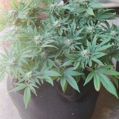 Wedding Cake #1 growlog timeline photo