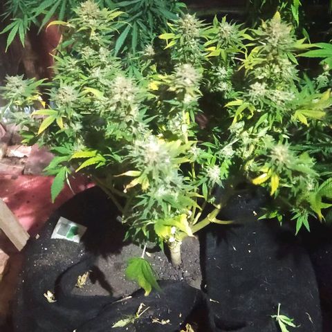 New York Diesel #1 growlog timeline photo