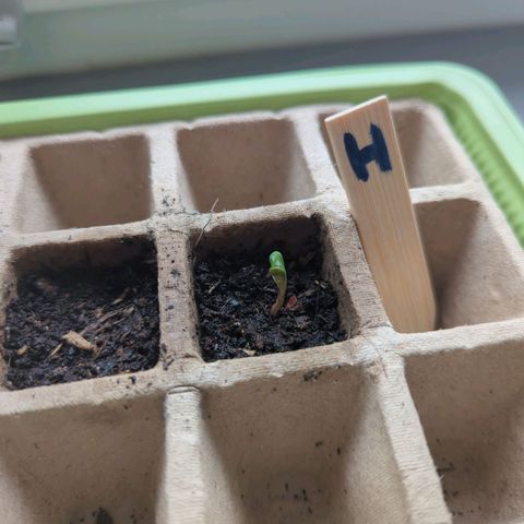 Strawberry Cough Auto (erste Pflanze) growlog timeline photo