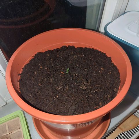 Strawberry Cough Auto (erste Pflanze) growlog timeline photo