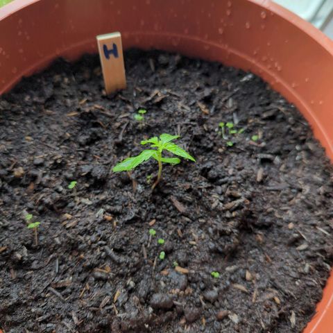 Strawberry Cough Auto (erste Pflanze) growlog timeline photo