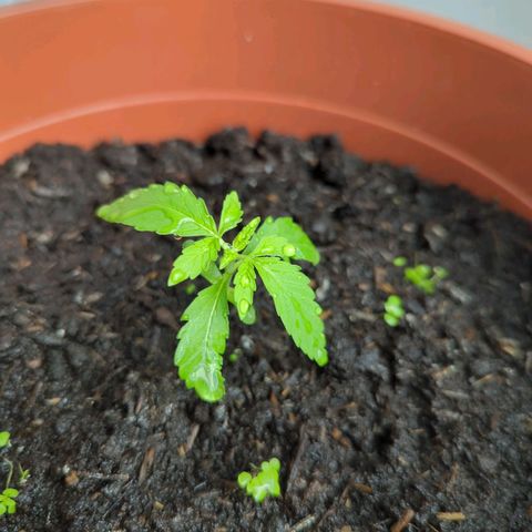 Strawberry Cough Auto (erste Pflanze) growlog timeline photo