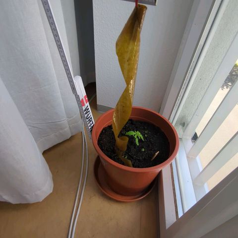 Strawberry Cough Auto (erste Pflanze) growlog timeline photo