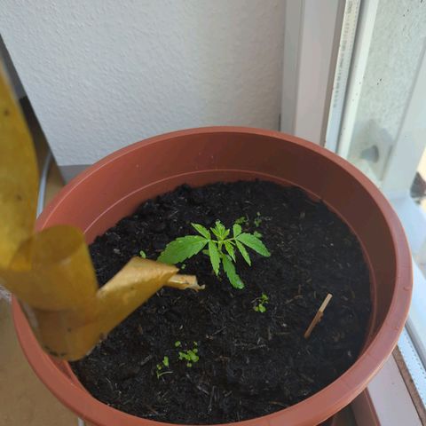 Strawberry Cough Auto (erste Pflanze) growlog timeline photo