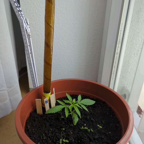 Strawberry Cough Auto (erste Pflanze) growlog timeline photo