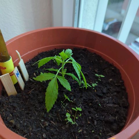 Strawberry Cough Auto (erste Pflanze) growlog photo: Sie wächst 🌲💚