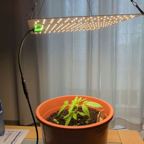 Strawberry Cough Auto (erste Pflanze) growlog photo: Neue Lambe 65W Vollspektrum