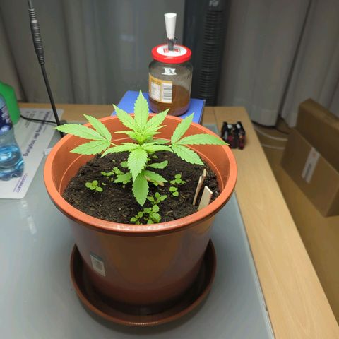 Strawberry Cough Auto (erste Pflanze) growlog timeline photo