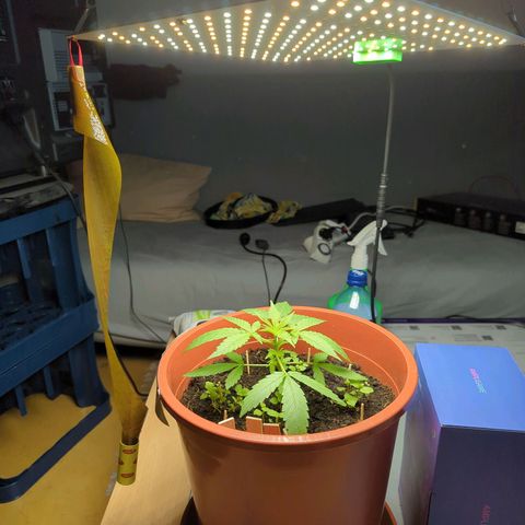 Strawberry Cough Auto (erste Pflanze) growlog timeline photo
