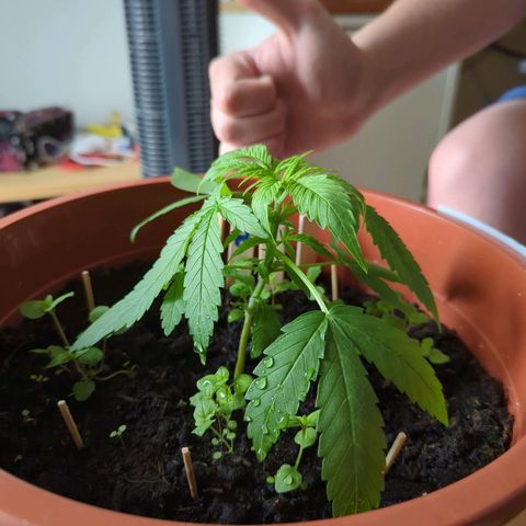 Strawberry Cough Auto (erste Pflanze) growlog timeline photo