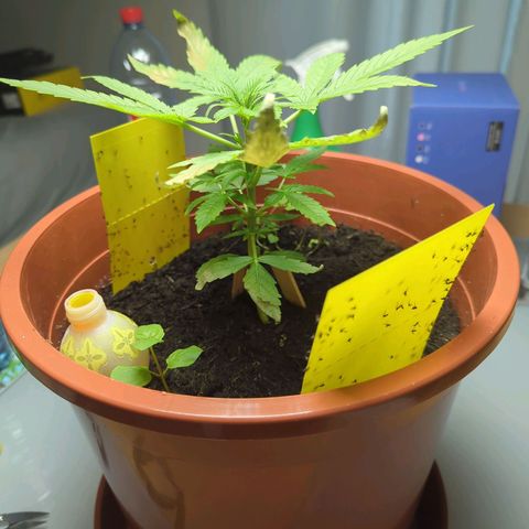 Strawberry Cough Auto (erste Pflanze) growlog photo: Scheiss Viecher