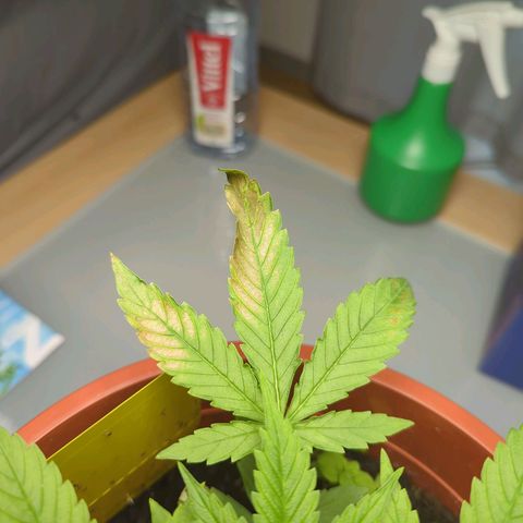 Strawberry Cough Auto (erste Pflanze) growlog photo: Scheiss Viecher