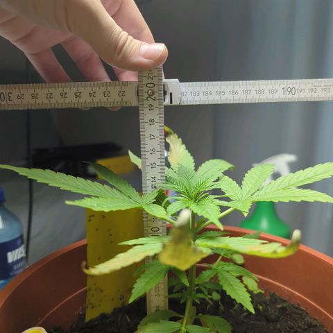 Strawberry Cough Auto (erste Pflanze) growlog photo: Scheiss Viecher