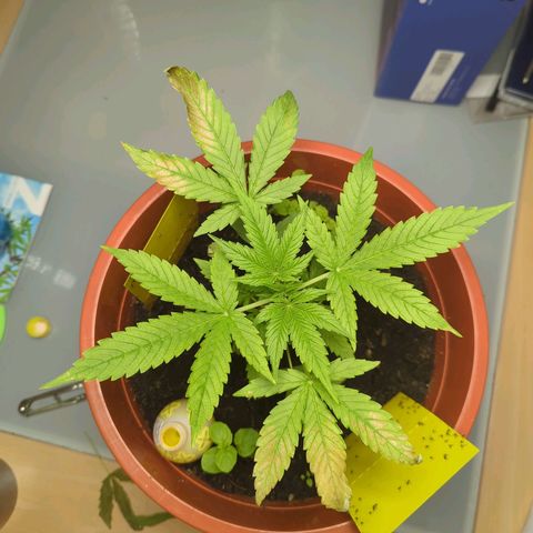 Strawberry Cough Auto (erste Pflanze) growlog photo: Scheiss Viecher