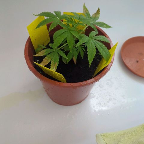 Strawberry Cough Auto (erste Pflanze) growlog photo: Erde das nàchste Mal besser verdichteten