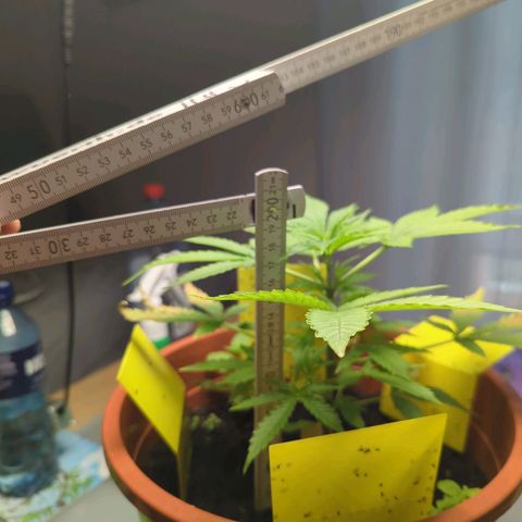 Strawberry Cough Auto (erste Pflanze) growlog timeline photo