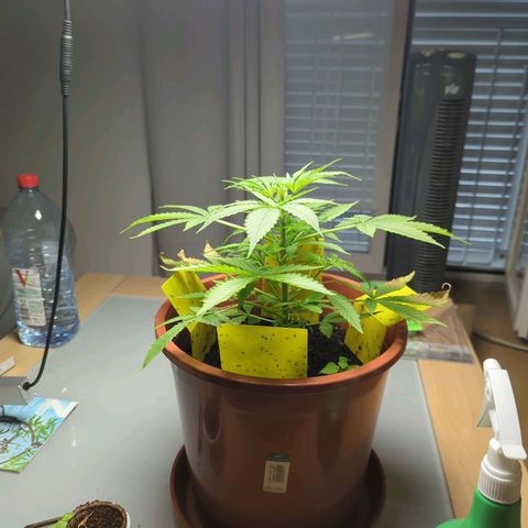 Strawberry Cough Auto (erste Pflanze) growlog timeline photo