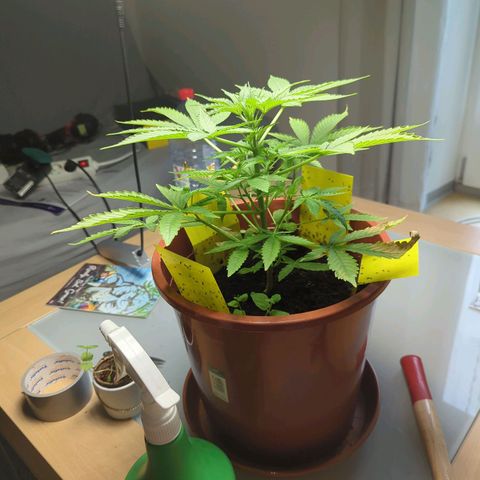 Strawberry Cough Auto (erste Pflanze) growlog timeline photo
