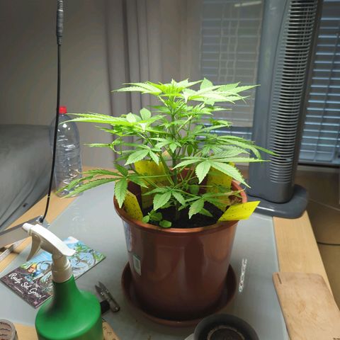 Strawberry Cough Auto (erste Pflanze) growlog timeline photo