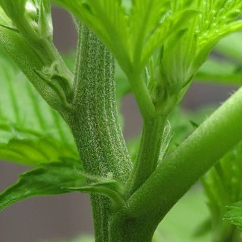 Strawberry Cough Auto (erste Pflanze) growlog timeline photo