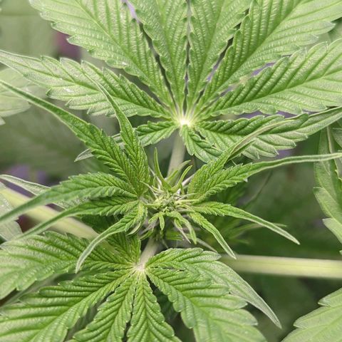 Strawberry Cough Auto (erste Pflanze) growlog timeline photo