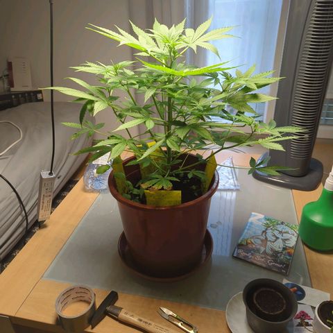Strawberry Cough Auto (erste Pflanze) growlog timeline photo