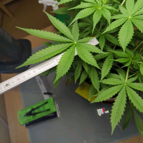 Strawberry Cough Auto (erste Pflanze) growlog timeline photo