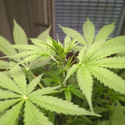 Strawberry Cough Auto (erste Pflanze) growlog timeline photo