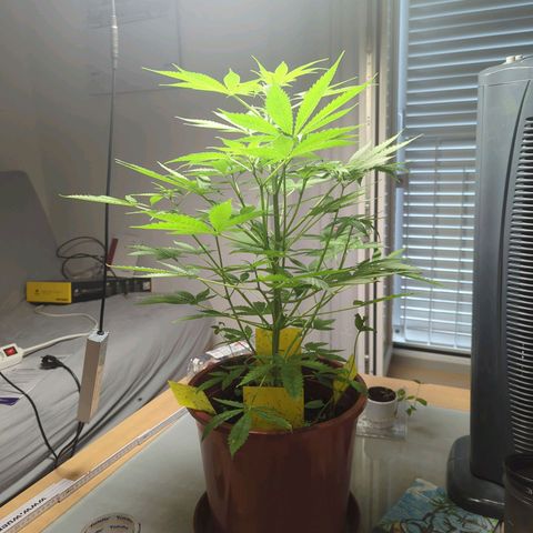 Strawberry Cough Auto (erste Pflanze) growlog timeline photo