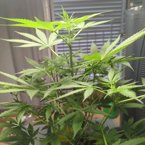 Strawberry Cough Auto (erste Pflanze) growlog timeline photo