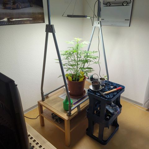 Strawberry Cough Auto (erste Pflanze) growlog timeline photo