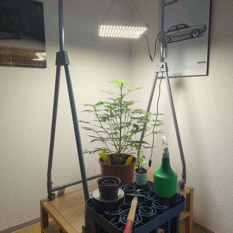 Strawberry Cough Auto (erste Pflanze) growlog timeline photo