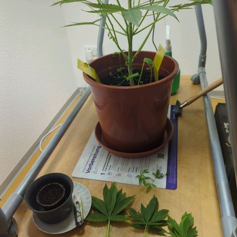 Strawberry Cough Auto (erste Pflanze) growlog photo: Vlt. Ein bisschen viel 