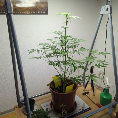 Strawberry Cough Auto (erste Pflanze) growlog photo: Ein Bud Jüngling ist leider beim Transport abgebrochen 😔