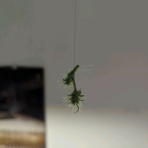 Strawberry Cough Auto (erste Pflanze) growlog photo: Ein Bud Jüngling ist leider beim Transport abgebrochen 😔