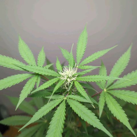 Strawberry Cough Auto (erste Pflanze) growlog timeline photo