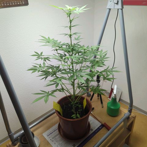 Strawberry Cough Auto (erste Pflanze) growlog timeline photo