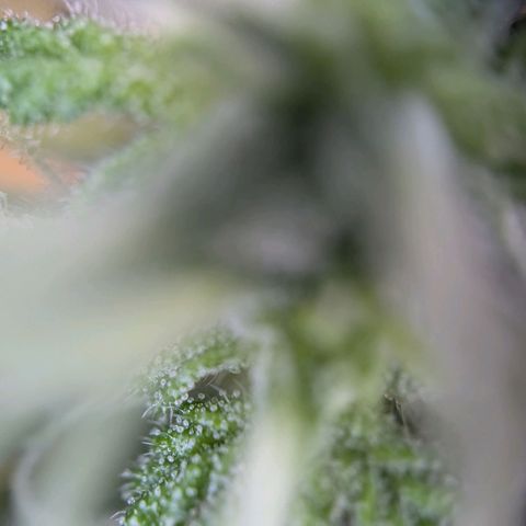 Strawberry Cough Auto (erste Pflanze) growlog timeline photo